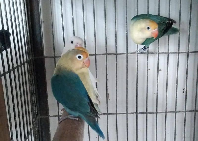 mix love birds breeding pairs 6