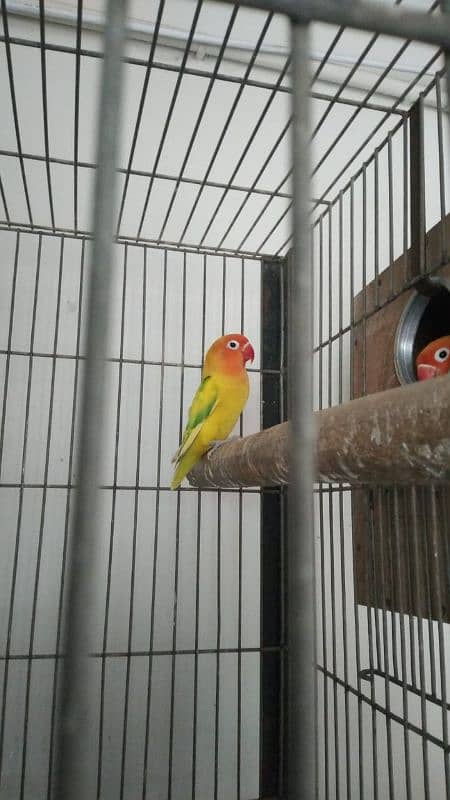 mix love birds breeding pairs 7