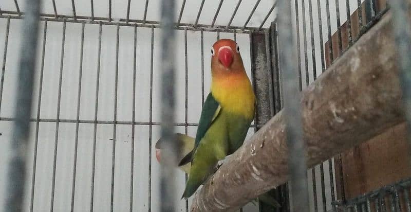 mix love birds breeding pairs 8