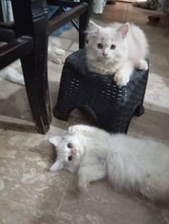 kittens available