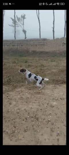 Pointer dog