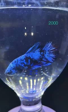 Imported Betta Males