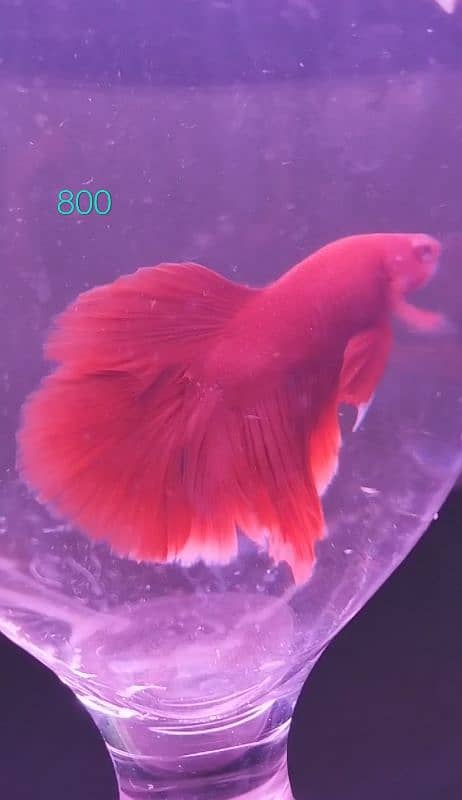 Imported Betta Males 2