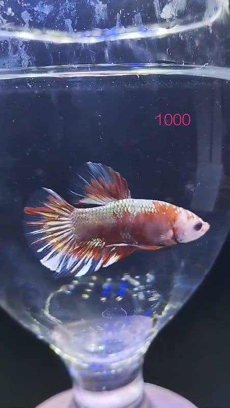 Imported Betta Males 3