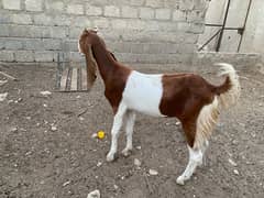 Bakri for sale 12 month age 0