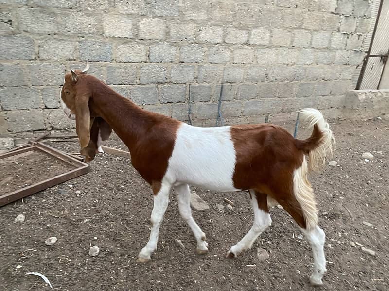 Bakri for sale 12 month age 1