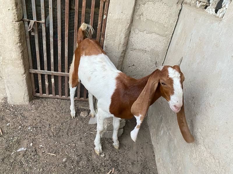 Bakri for sale 12 month age 2