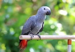 self grey parrot