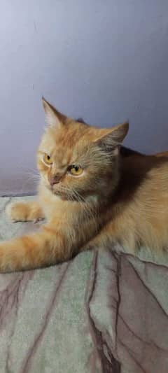 Ginger Persian female cat