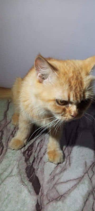 Ginger Persian female cat 2