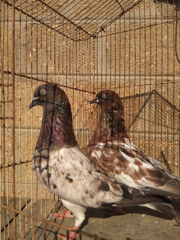 Pure Indian Ambersera jumbo size young pair 1