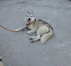 SIBERIAN HUSKY