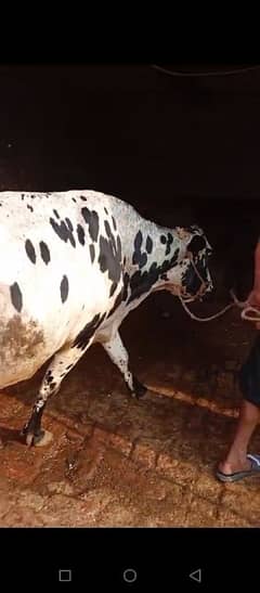 Top Quality Cow 8th Month Gabban