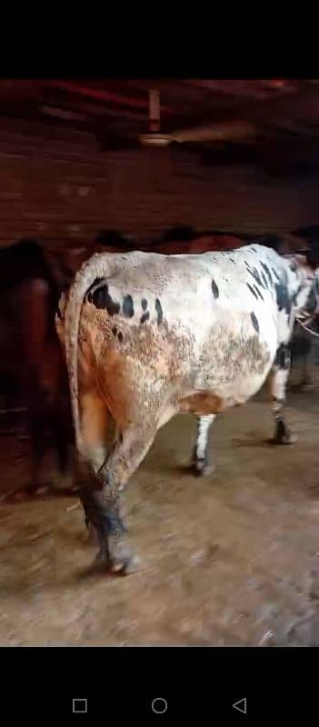 Top Quality Cow 8th Month Gabban 2