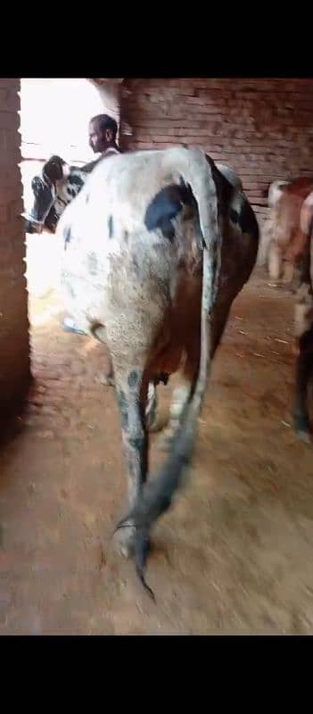 Top Quality Cow 8th Month Gabban 5