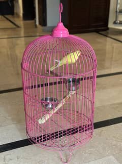 Beautiful Cage for Raw Parrot