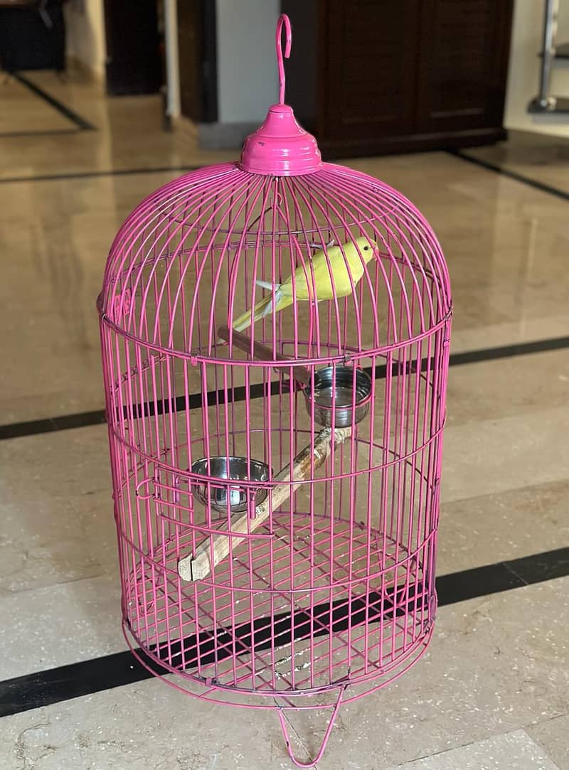 Beautiful Cage for Raw Parrot 0