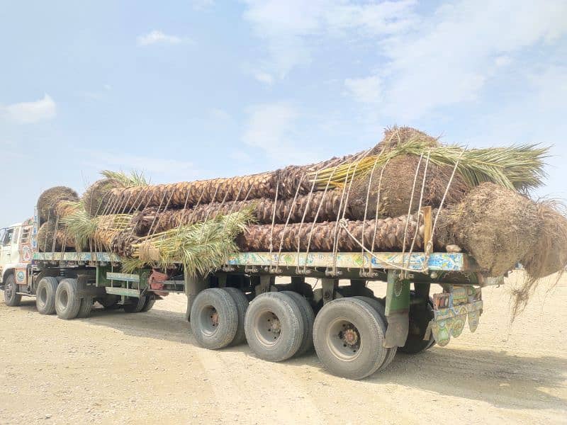 Big Root date Palm Tree 2