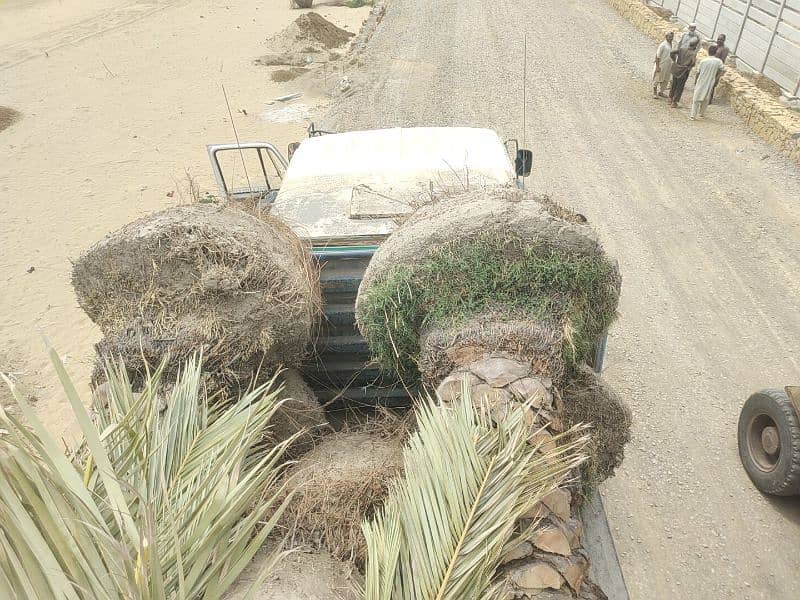 Big Root date Palm Tree 3