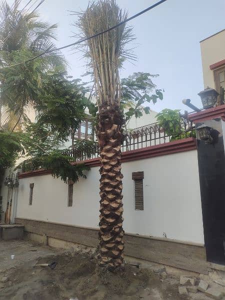 Big Root date Palm Tree 5