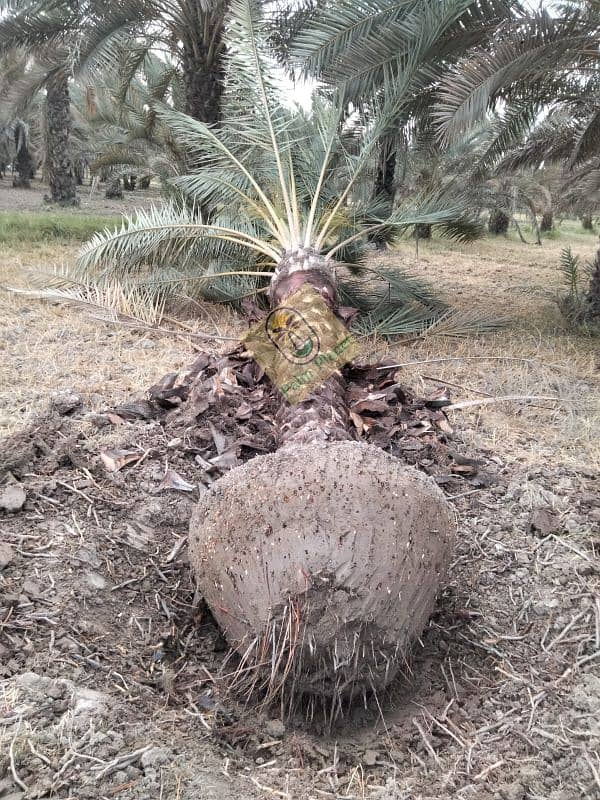 Big Root date Palm Tree 6