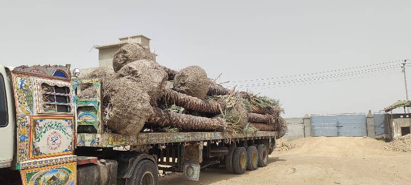 Big Root date Palm Tree 7