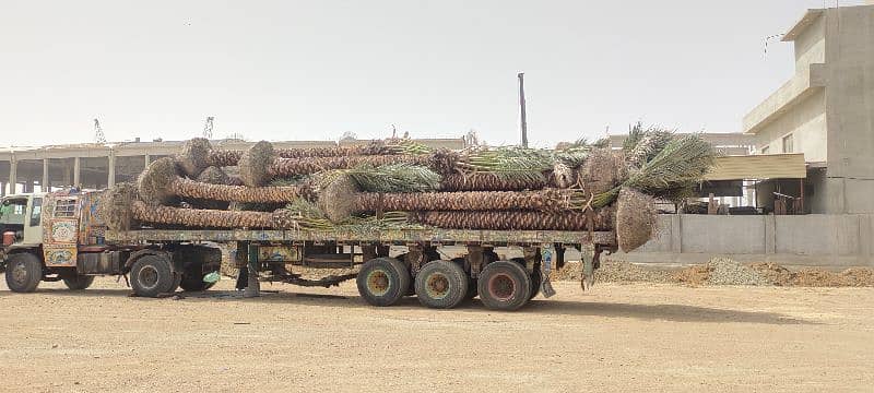 Big Root date Palm Tree 8