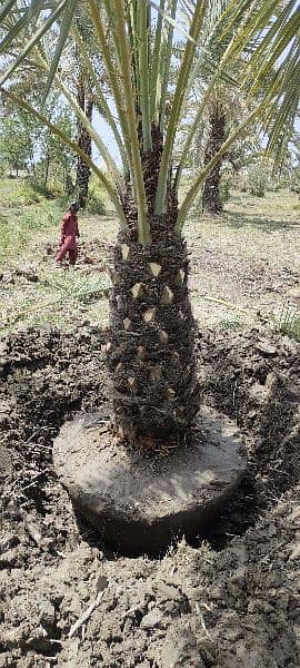 Big Root date Palm Tree 9