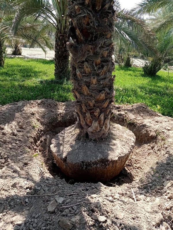 Big Root date Palm Tree 11