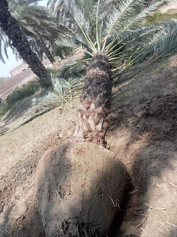 Big Root date Palm Tree 13