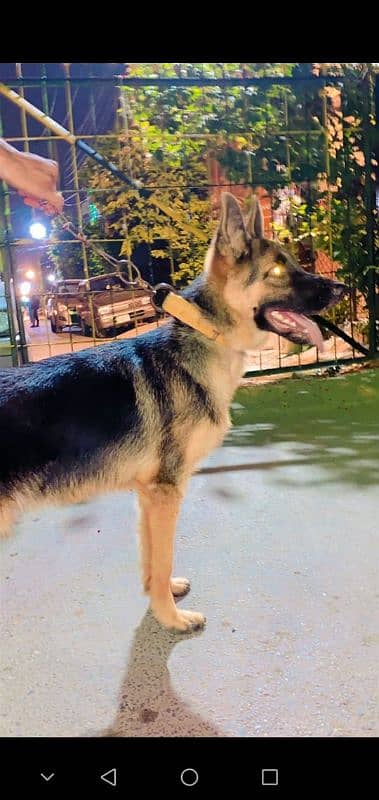 German Shepherd dog for sale my WhatsApp number 03 47 59 40 62 9 1