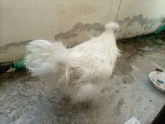 silkie