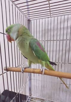 raw parrot for sale my WhatsApp number 03 47 59 40 62 9