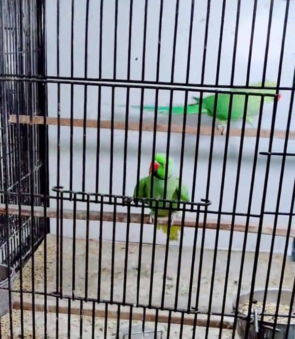 raw parrot for sale my WhatsApp number 03 47 59 40 62 9 1