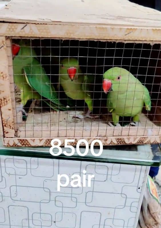 raw parrot for sale 4 month age my WhatsApp number 03 47 59 40 62 9 1