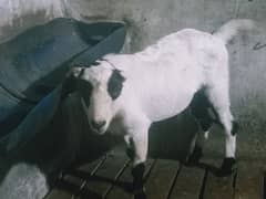 Tedda Goat Breader Bakra