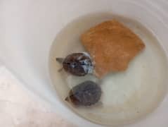 Water turtles