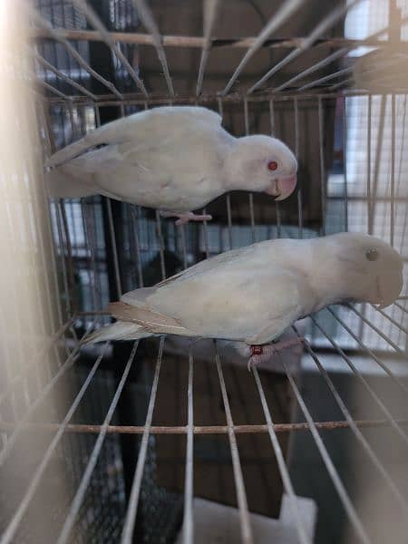 Albino red eyes to spilit pair 2