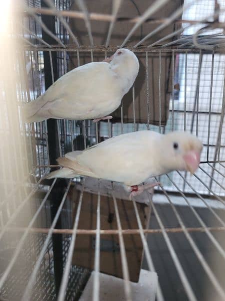 Albino red eyes to spilit pair 3