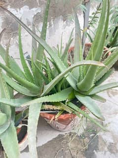 50+ aloe Vera plant available