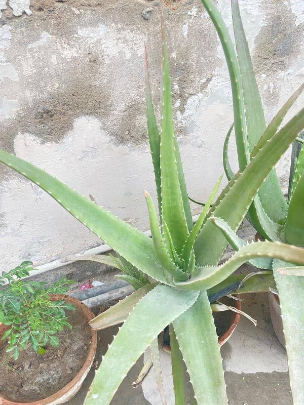 50+ aloe Vera plant available 1