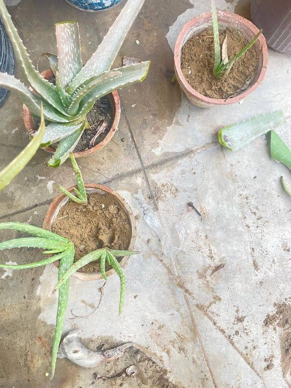 50+ aloe Vera plant available 2