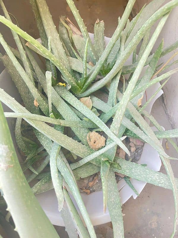 50+ aloe Vera plant available 3