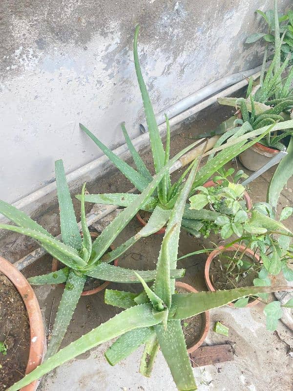 50+ aloe Vera plant available 4