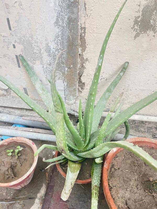 50+ aloe Vera plant available 5