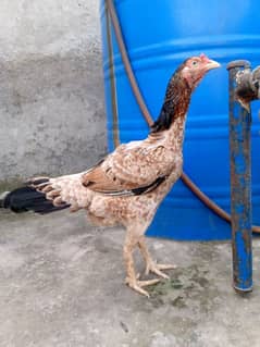 A pure Aseel Hens are available with golden colour|