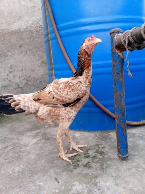 A pure Aseel Hens are available with golden colour| 1