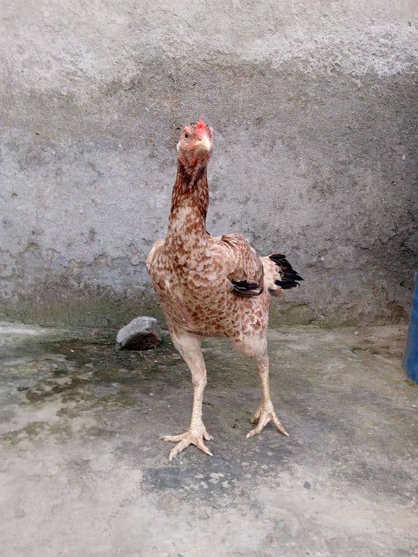 A pure Aseel Hens are available with golden colour| 2