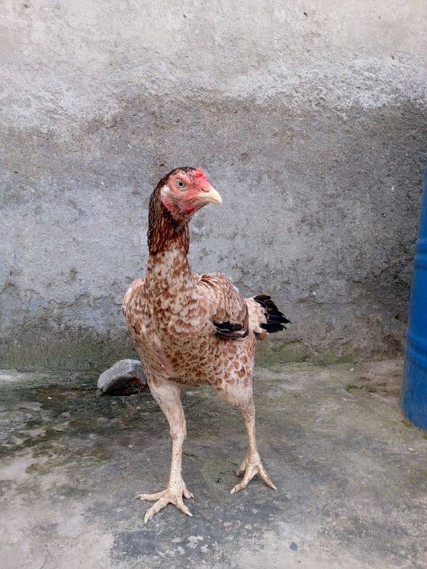 A pure Aseel Hens are available with golden colour| 4