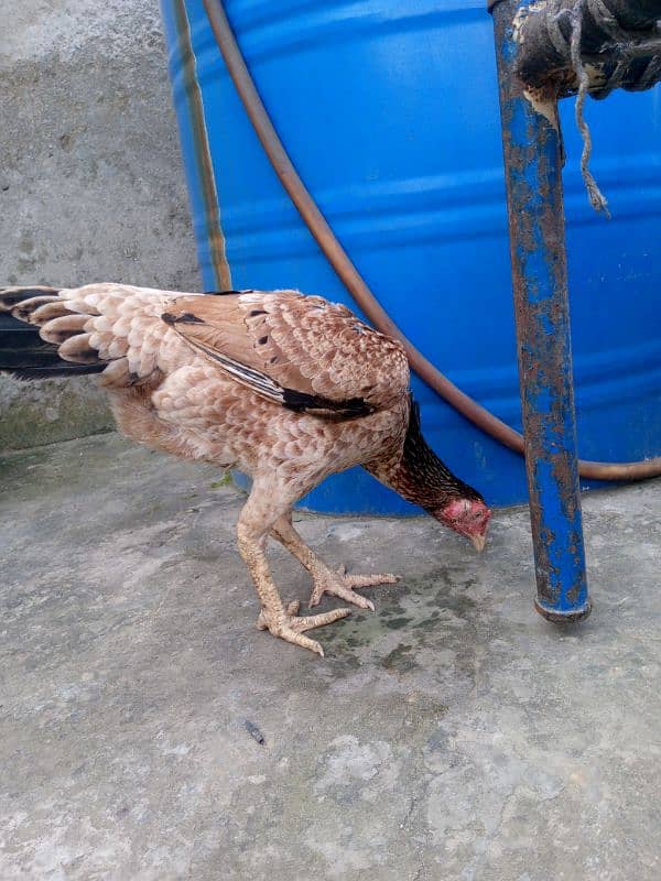 A pure Aseel Hens are available with golden colour| 5